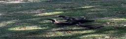 Ducks poultry for sale: Beautiful Cayuga ducklings for sale - Advert 1