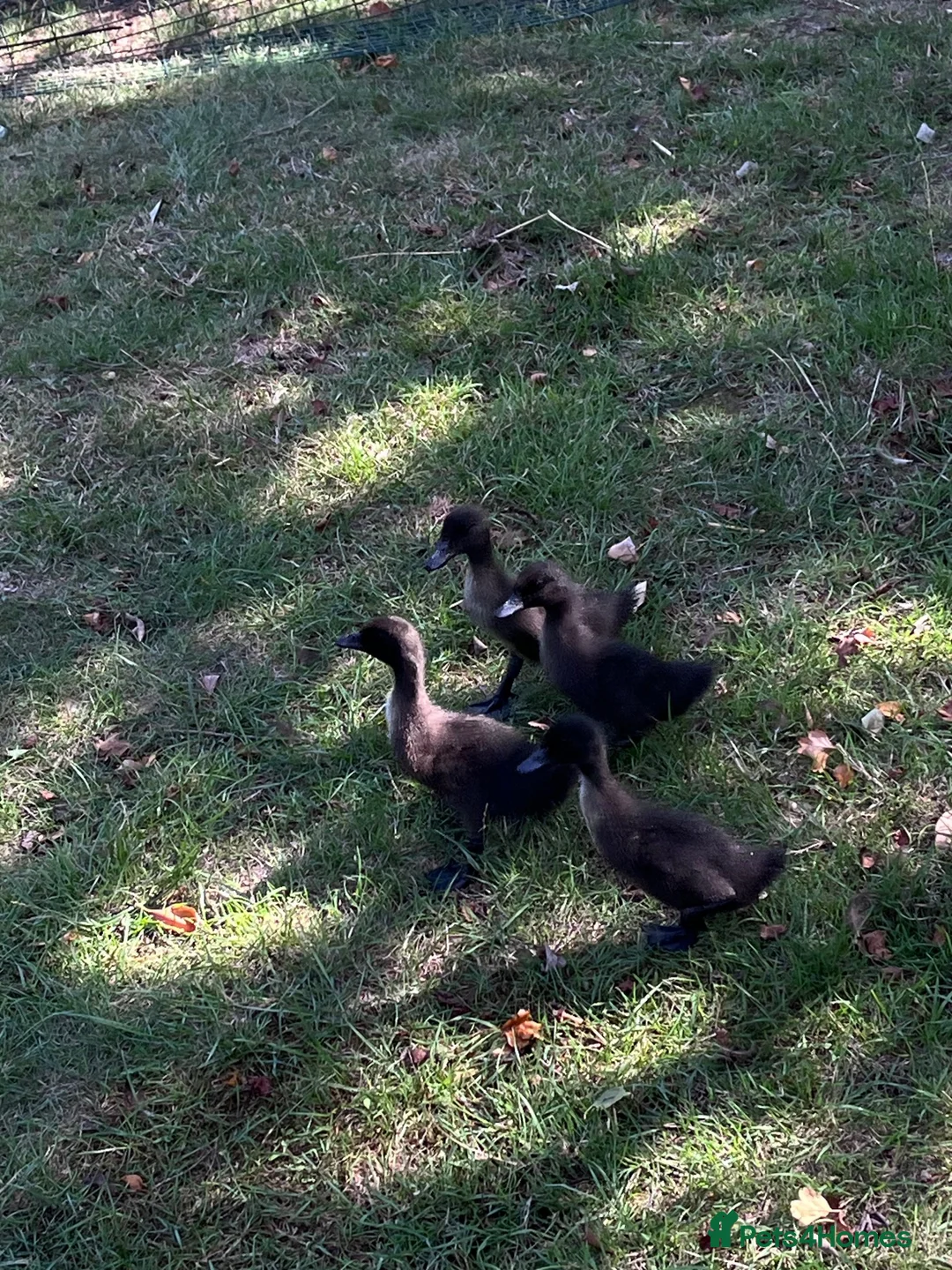 Ducks poultry for sale: Beautiful Cayuga ducklings for sale - Advert 1