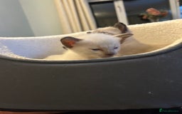 Siamese cats for sale: Traditional Siamese kittens  - Image 8