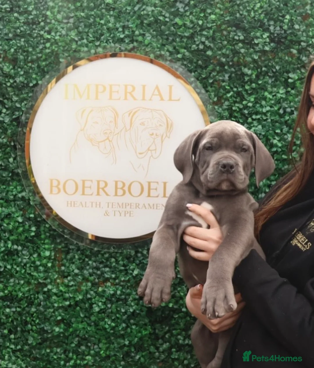 Boerboel dogs for stud: Imperial Health Tested & Champion Stud in Eastleigh - Advert 28