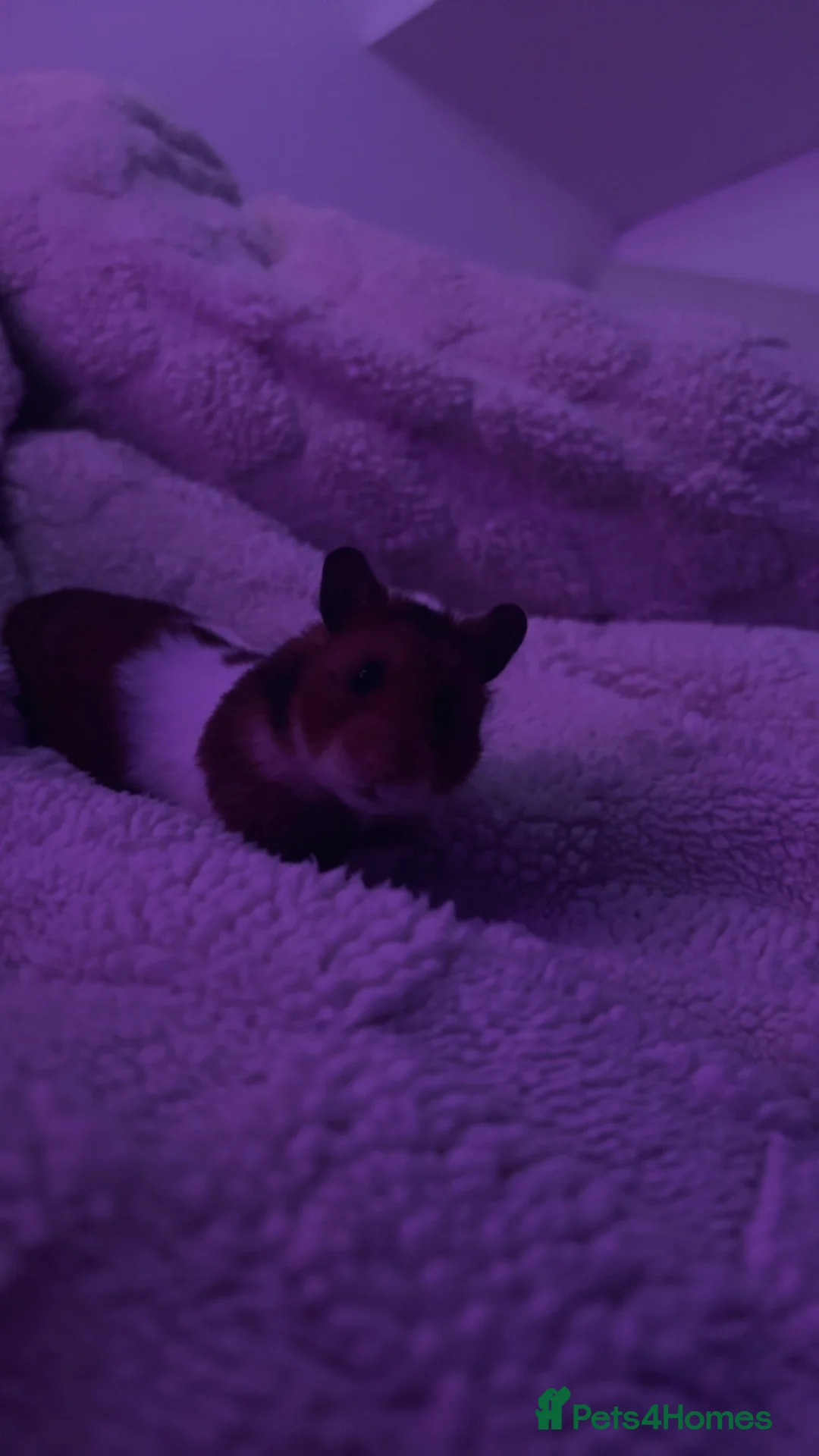 Hamster rodents for sale: hamster boy - Advert 2