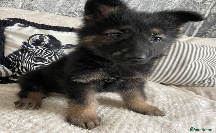 German Shepherd dogs - Advert 10