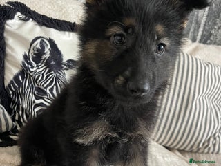 German Shepherd dogs - Advert 4