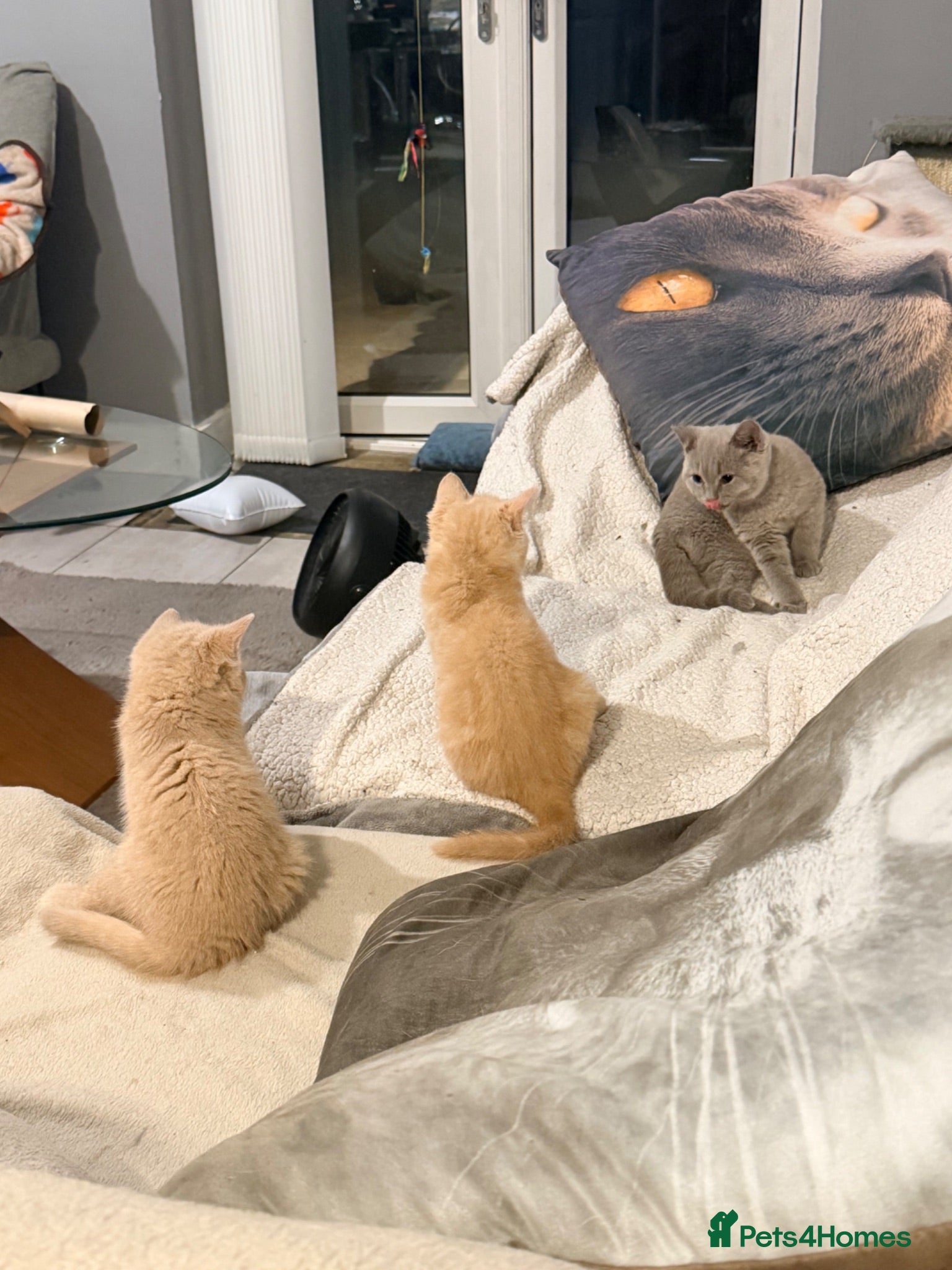 British Shorthair cats TWO MALE CREAM BRITISH SHORTHAIRS FOR SALE  - Advert 2
