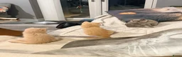 British Shorthair cats for sale: TWO MALE CREAM BRITISH SHORTHAIRS FOR SALE  - Advert 3