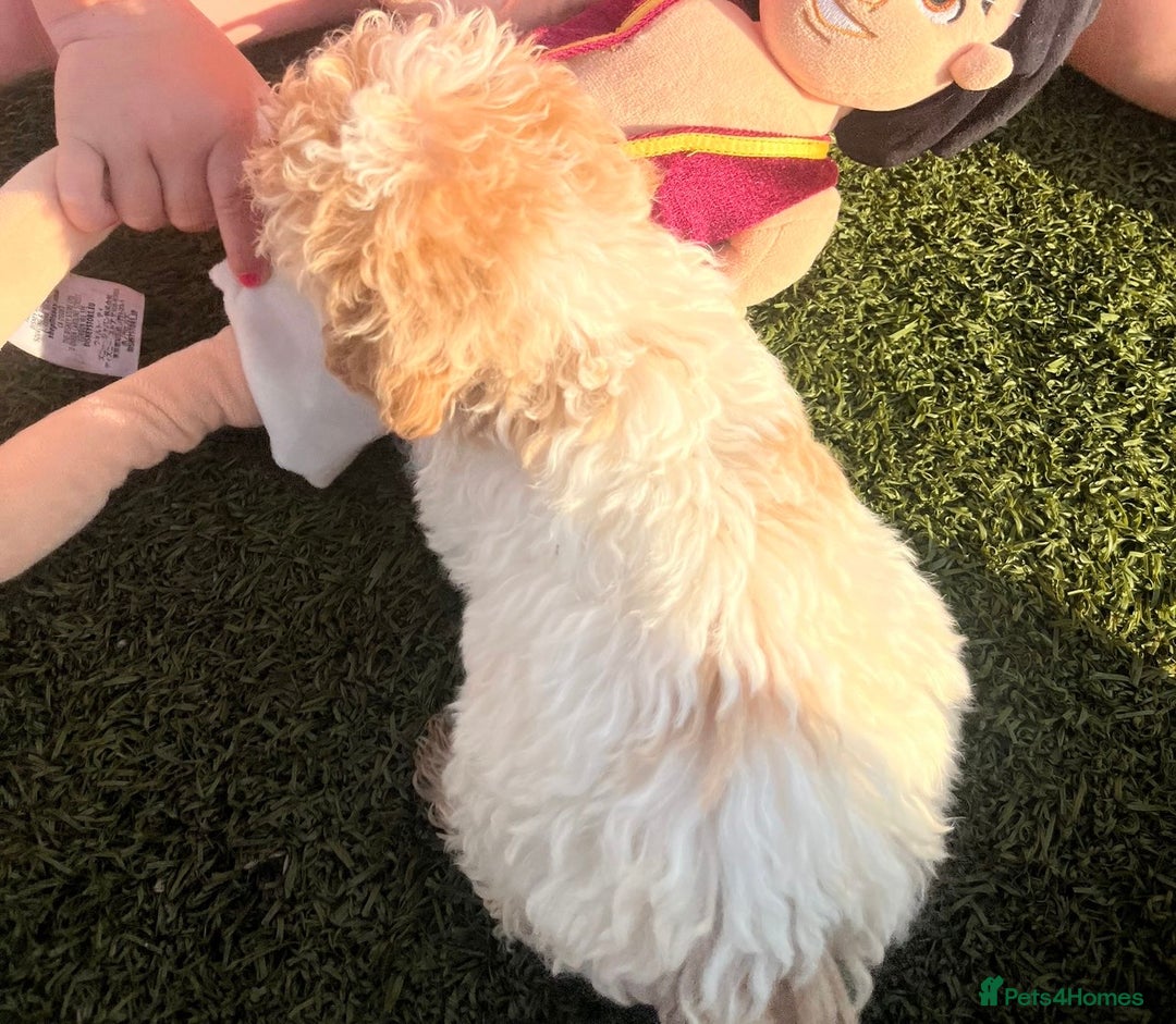 Cavachon dogs for sale: Cavapoochon 3 boys - Image 27