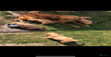 Golden Retriever dogs - Advert 5