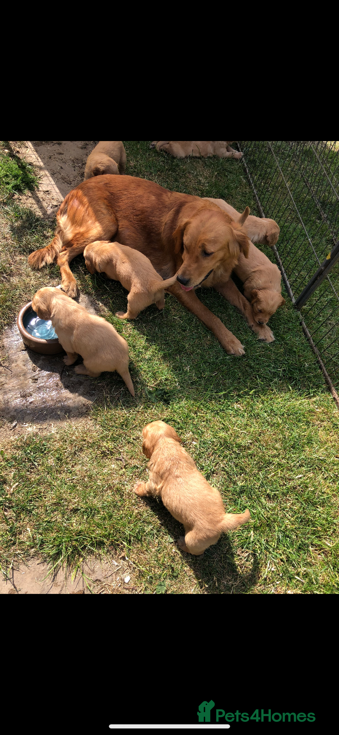 Golden Retriever dogs for sale: Beautiful Health Tested Puppies  - Image 3