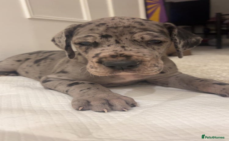 Great Dane dogs Purebred Great Dane Puppies – European Bloodline  - Advert 2