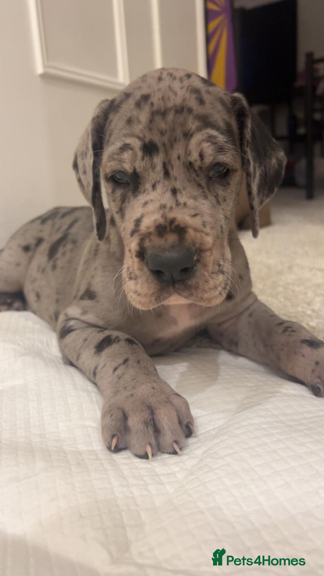 Great Dane dogs for sale: Purebred Great Dane Puppies – European Bloodline  - Advert 5