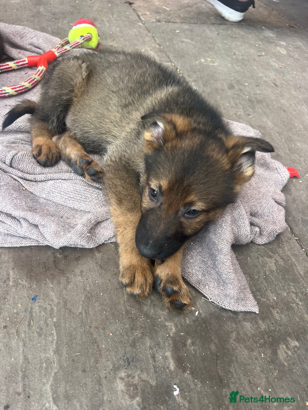 German Shepherd dogs for sale: Czechoslovakian German shepherd working line - Image 6