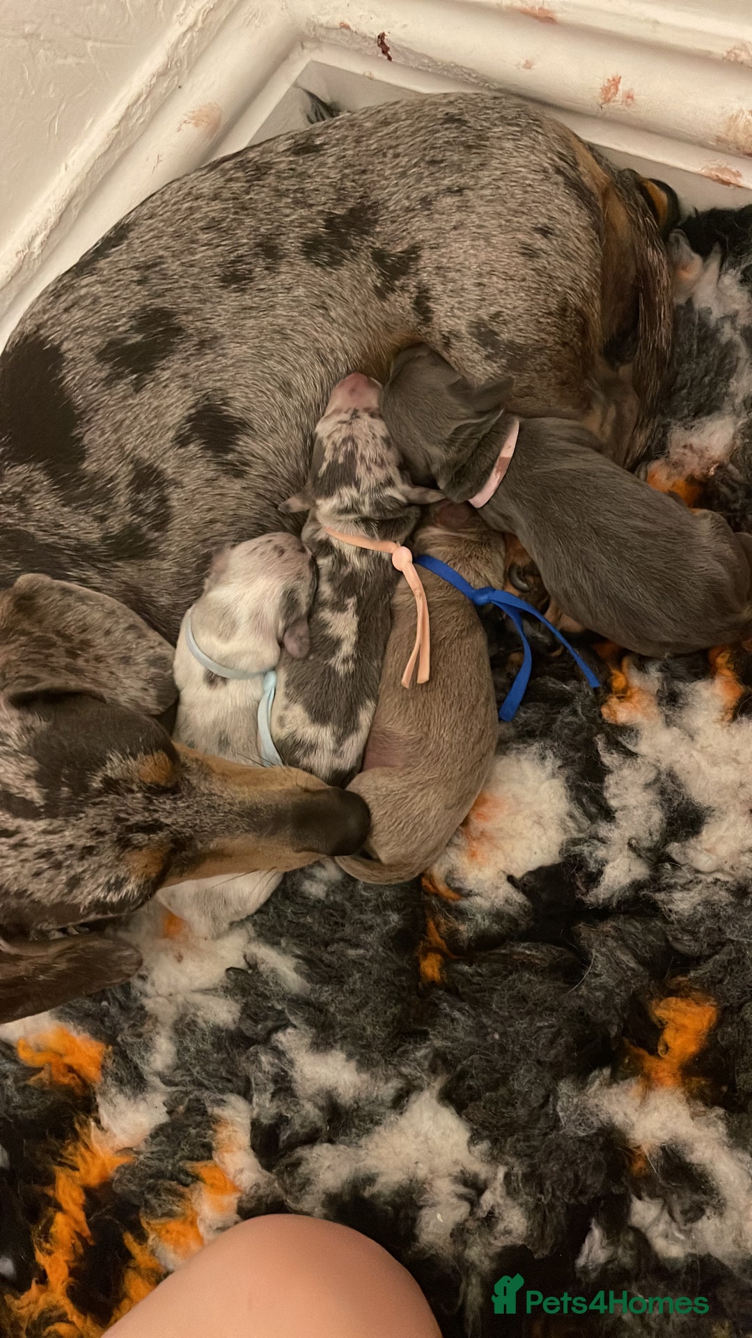 Dachshund dogs for sale: Miniature Dachshund puppies  - Image 10