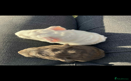 Guinea Pig rodents for sale: Swiss & texel GP  - Advert 2