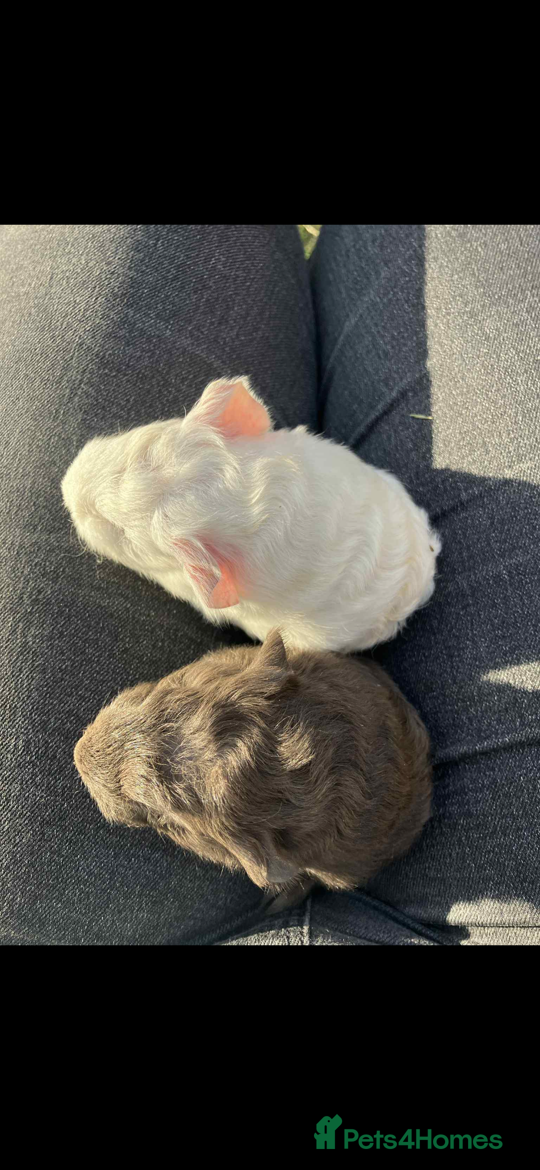 Guinea Pig rodents for sale: Swiss & texel GP  - Advert 2