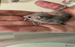 Sugar Glider rodents for sale: 4 adults& babies squirrells/pigmy door mice - Image 3