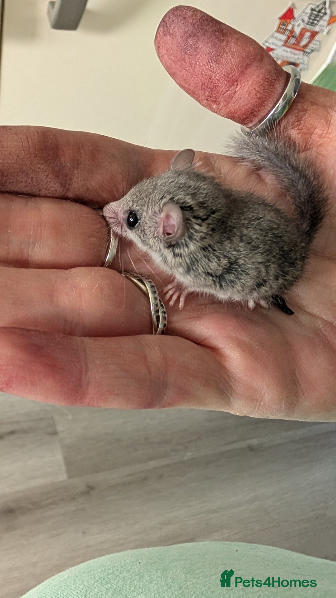 Sugar Glider rodents for sale: 4 adults& babies squirrells/pigmy door mice - Image 3