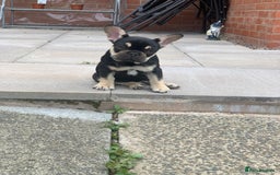 French Bulldog dogs for sale: 2 beautiful french bulldog puppies available  in Oldbury - Image 12