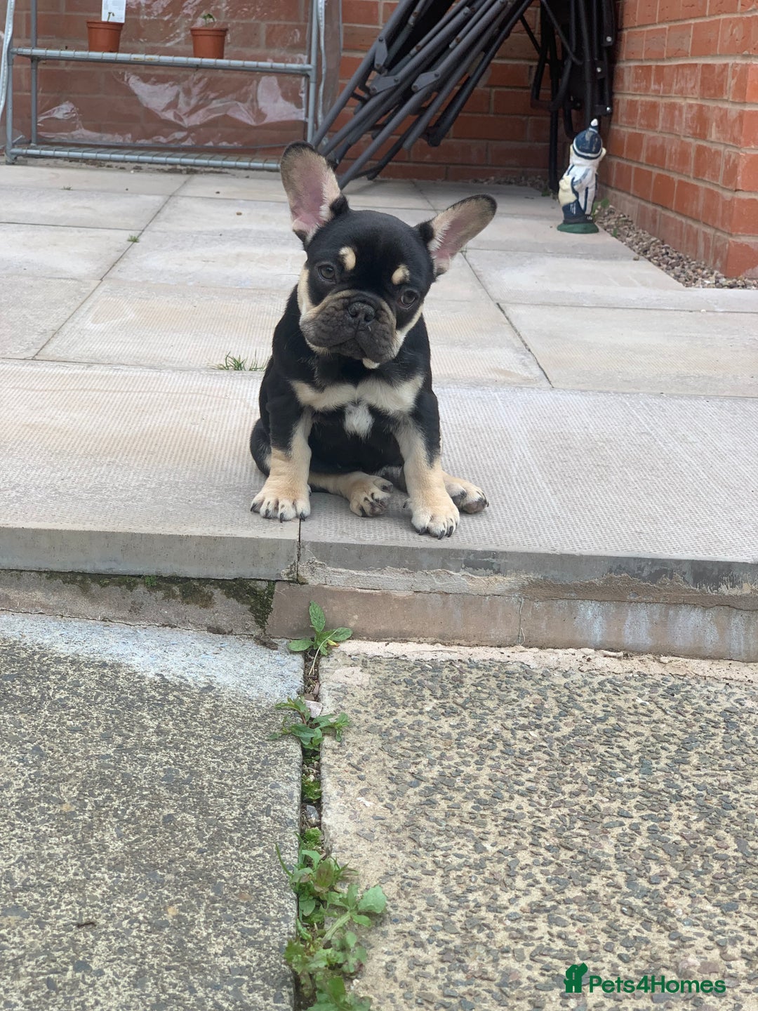 French Bulldog dogs for sale: 2 beautiful french bulldog puppies available  in Oldbury - Image 12