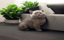 British Shorthair cats for sale: Rare opportunity rehoming all our cats & kittens - Image 2