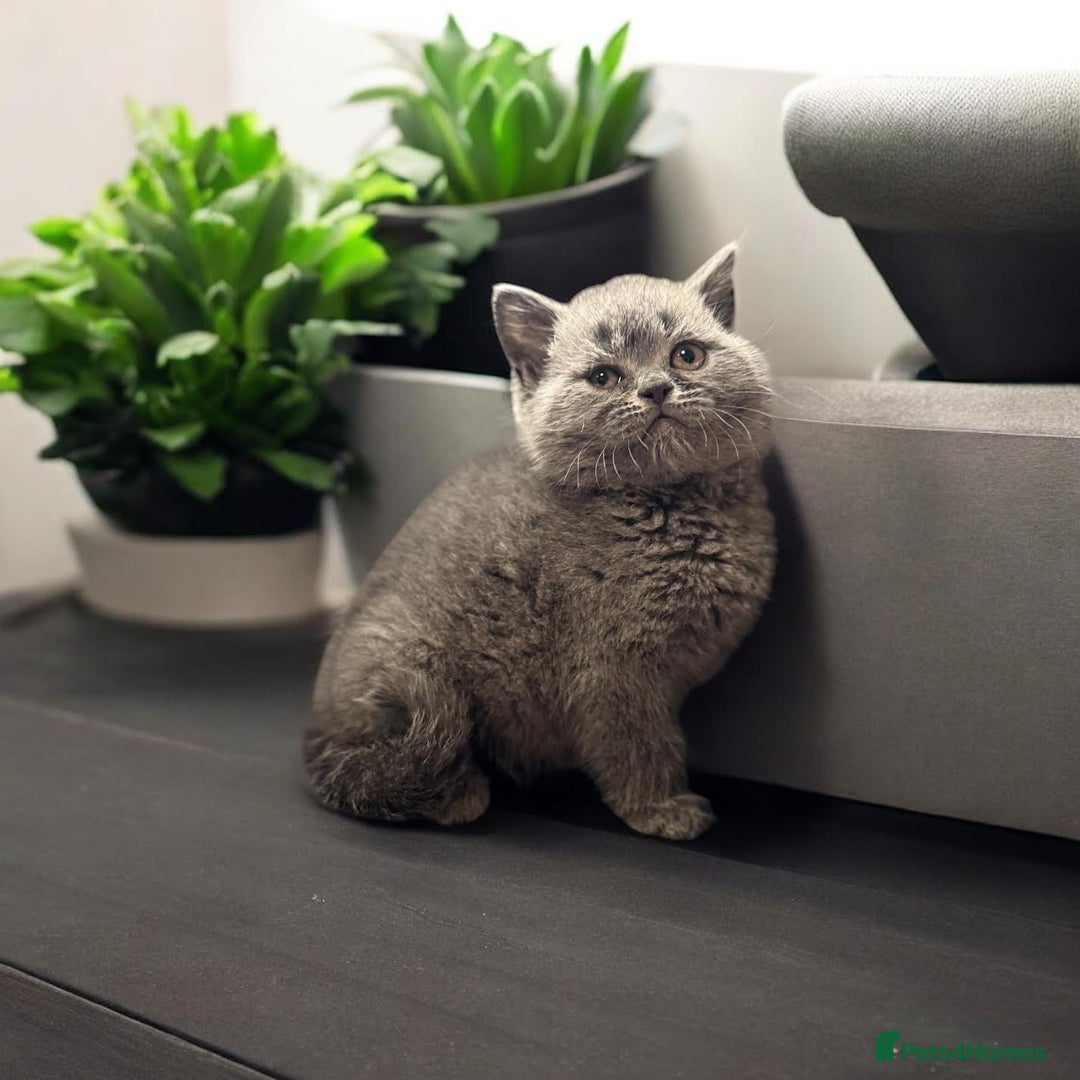 British Shorthair cats for sale: Rare opportunity rehoming all our cats & kittens - Image 2