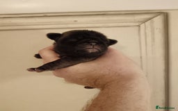 Pug dogs for sale: PEDIGREE PUG PUPPIES  - Advert 6