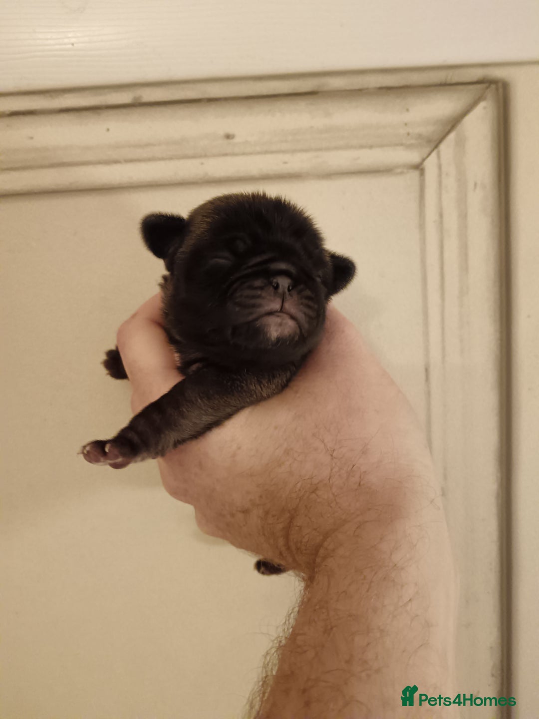 Pug dogs for sale: PEDIGREE PUG PUPPIES  - Advert 6