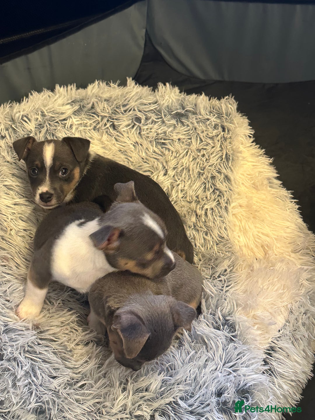 Jack Russell dogs for sale: Miniature miniature Jack Russel Puppies - Advert 10