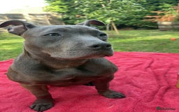 Staffordshire Bull Terrier dogs for sale: Staffy needing home  - Image 2