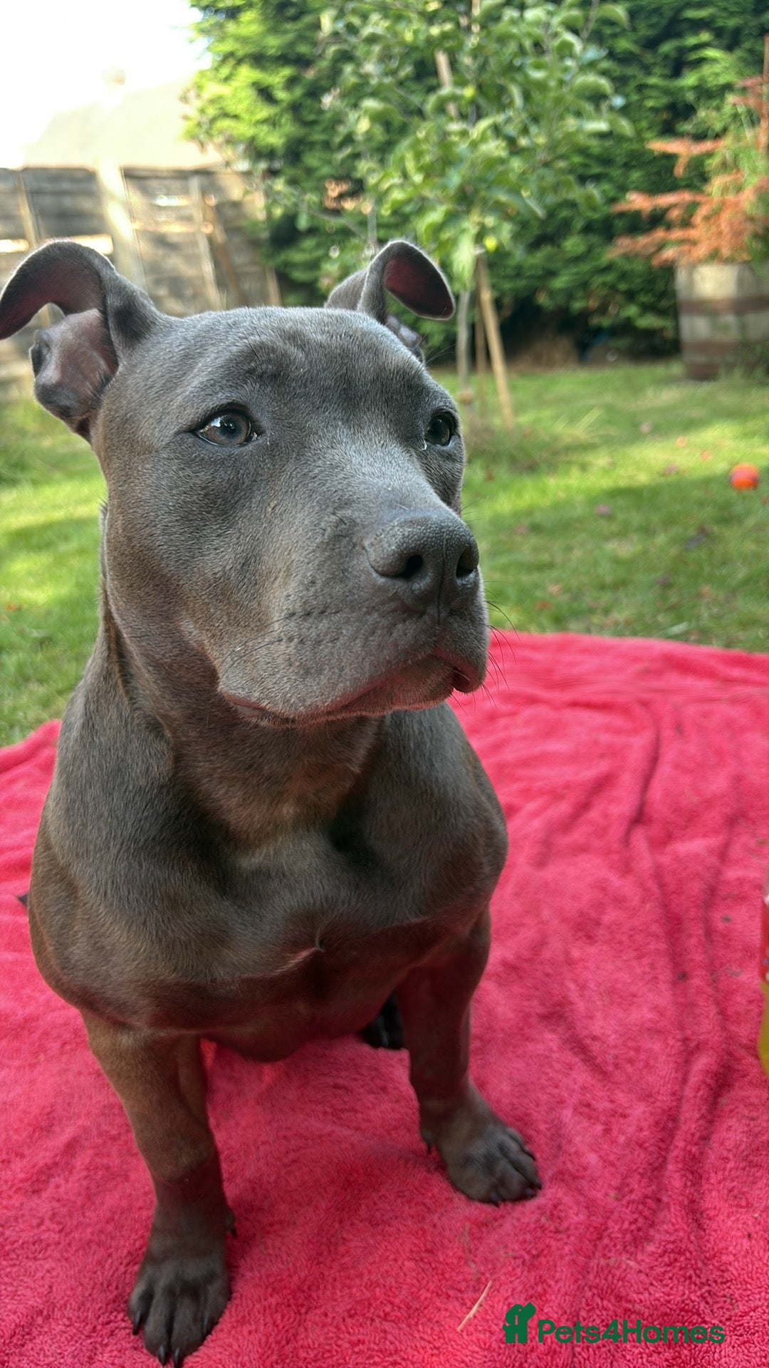 Staffordshire Bull Terrier dogs for sale: Staffy needing home  - Image 2