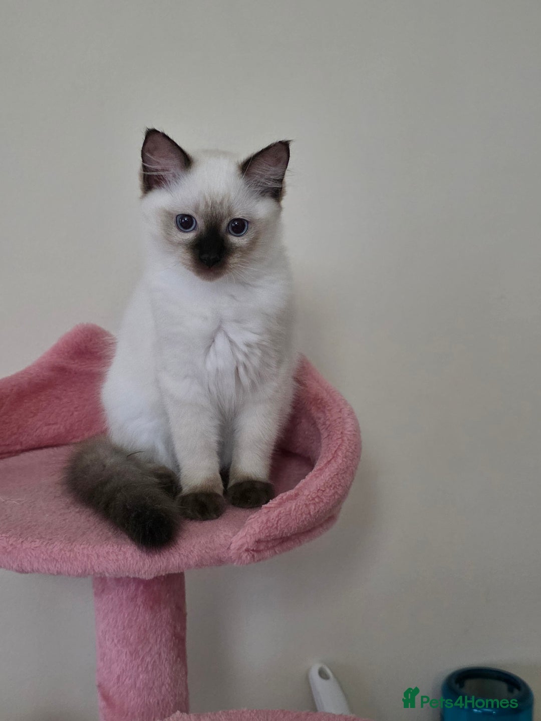 Ragdoll cats for sale: Ragdoll kitten looking for loving homes - Image 5