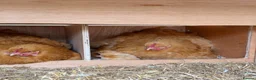 Chickens poultry for sale: Buff Orpington Chickens  in London - Advert 3