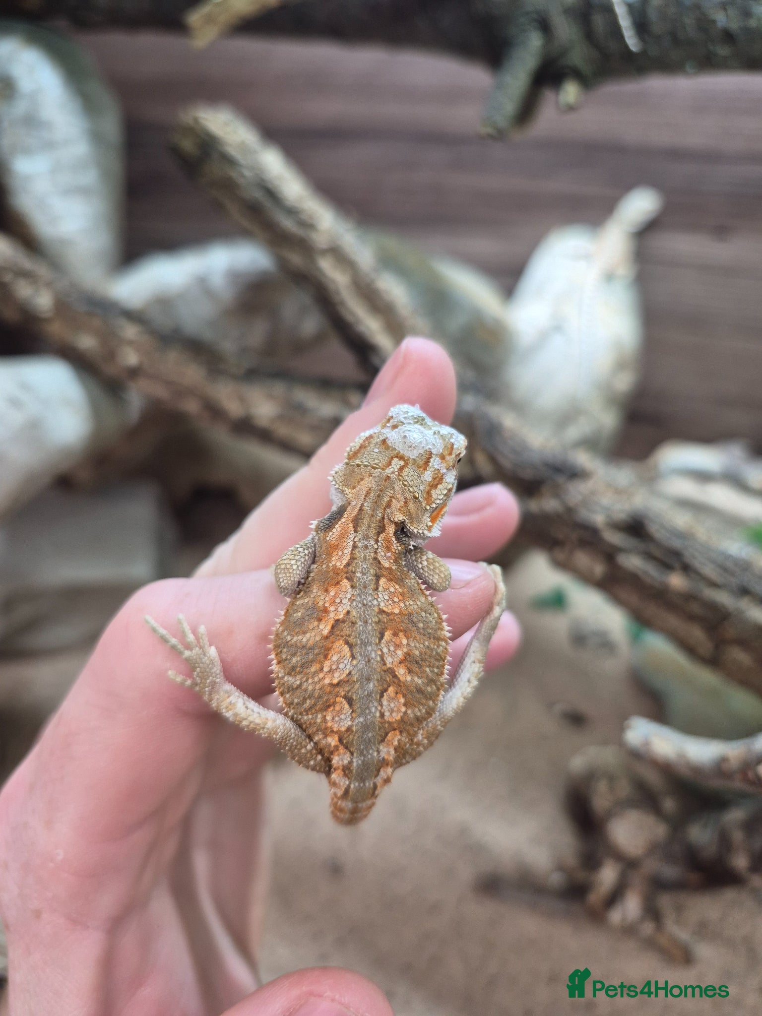 Bearded Dragon reptiles Red monster x hypo bearded dragons - Advert 5