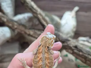 Bearded Dragon reptiles Red monster x hypo bearded dragons - Advert 5