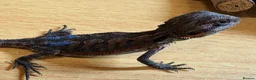 Bearded Dragon reptiles for sale: 2 stunning baby bearded dragons  - Advert 2