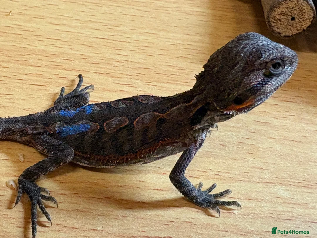 Bearded Dragon reptiles for sale: 2 stunning baby bearded dragons  - Advert 2