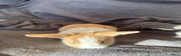 Mixed Breed rabbits for sale: Beautiful friendly baby bunnies ready in 4 weeks  - Advert 5