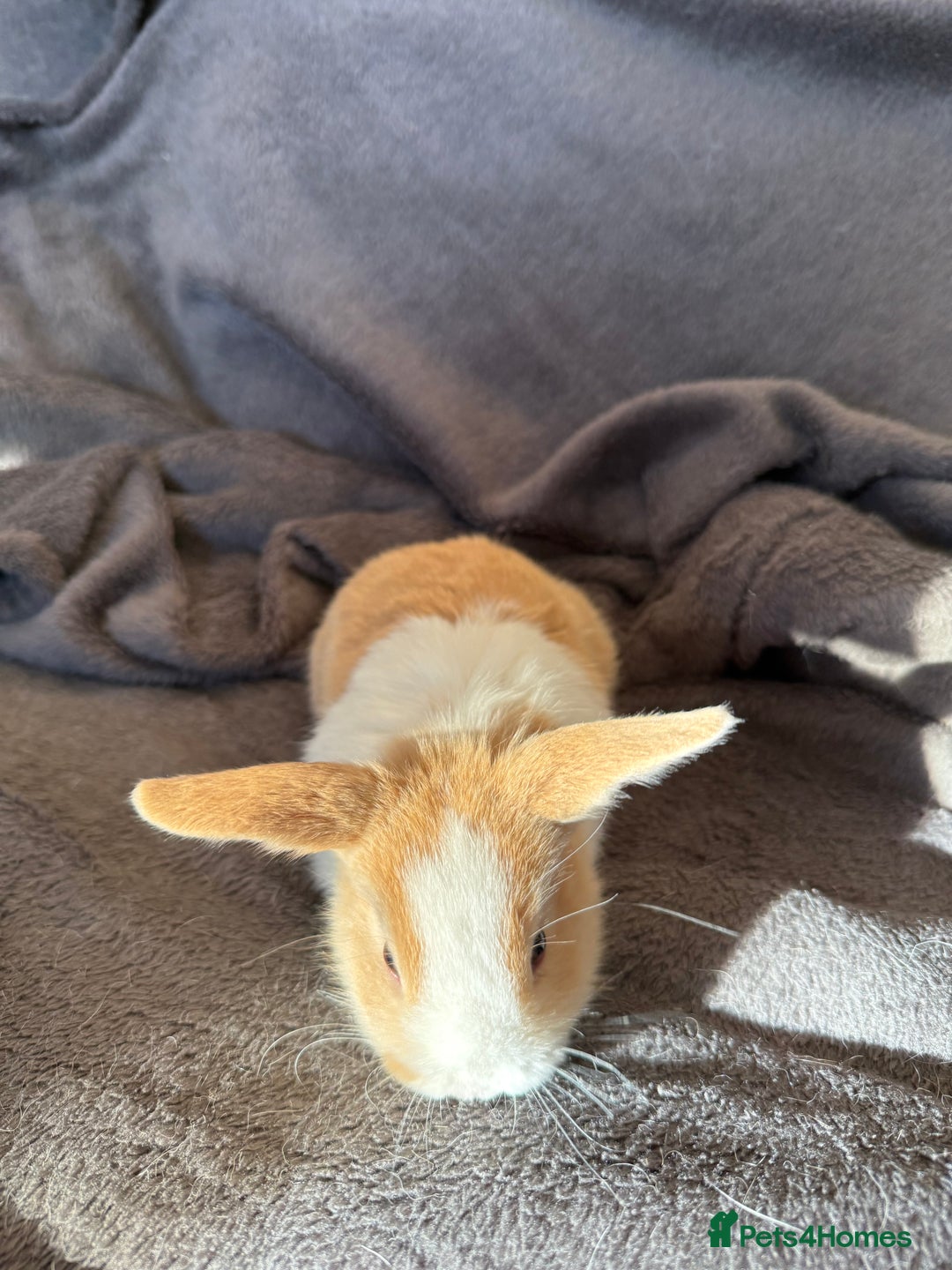 Mixed Breed rabbits for sale: Beautiful friendly baby bunnies ready in 4 weeks  - Advert 5