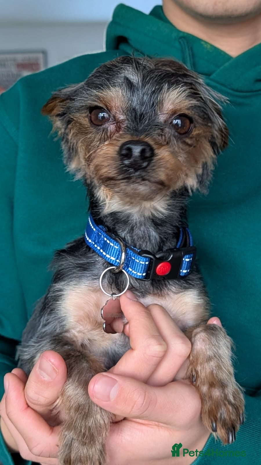 Yorkshire Terrier dogs Yorkshire terrier 6 years old - Advert 3