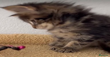 Mixed Breed cats - Advert 8