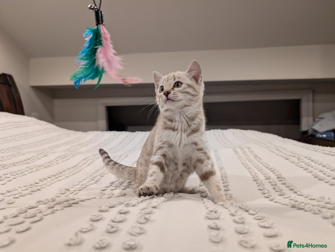 Bengal cats for sale: 🤍🩶 Stunning Snow Bengal Kittens 🩶🤍 - Advert 21