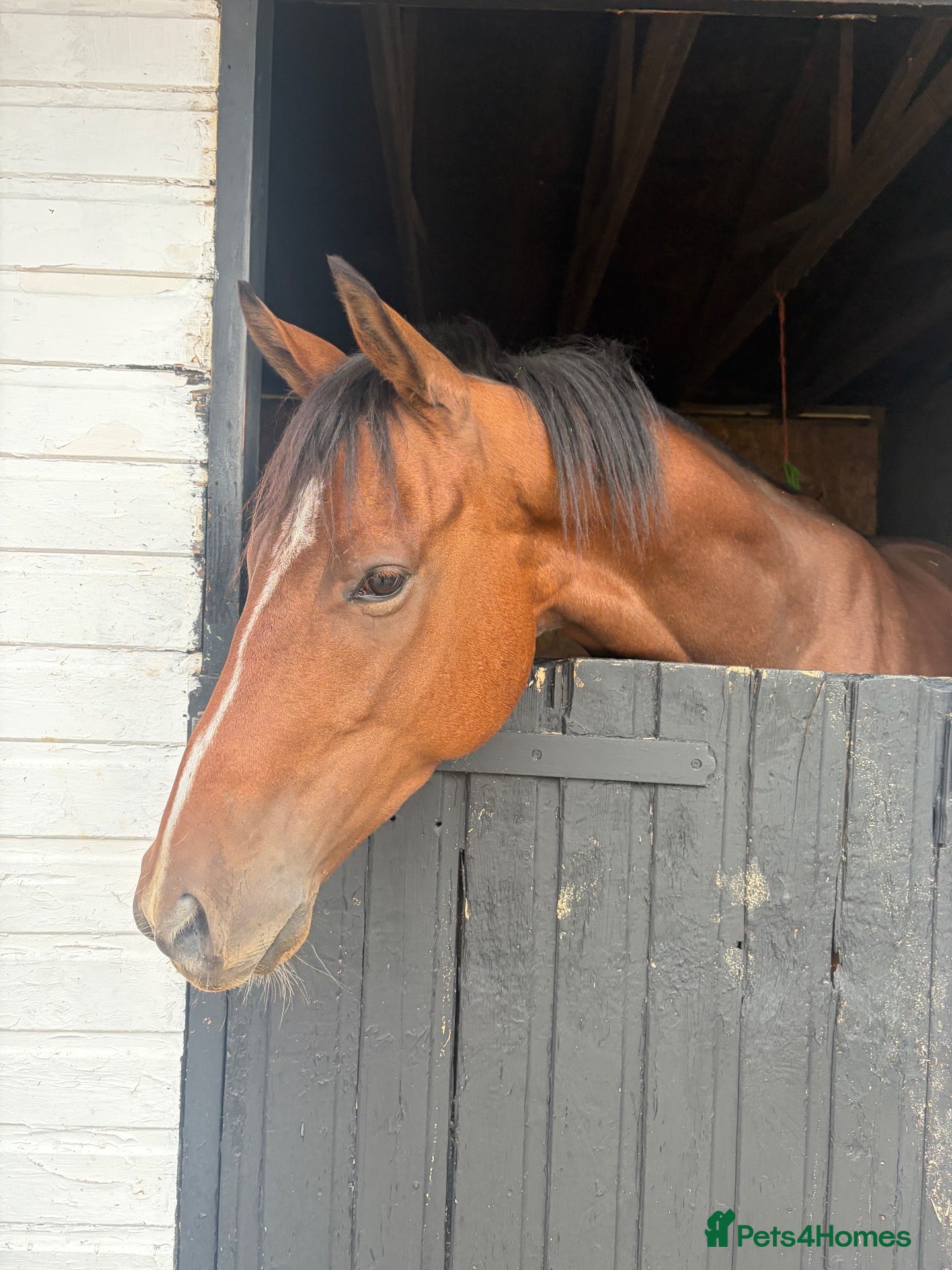 English Thoroughbred horses Lovely Ex racer for sale  - Advert 17