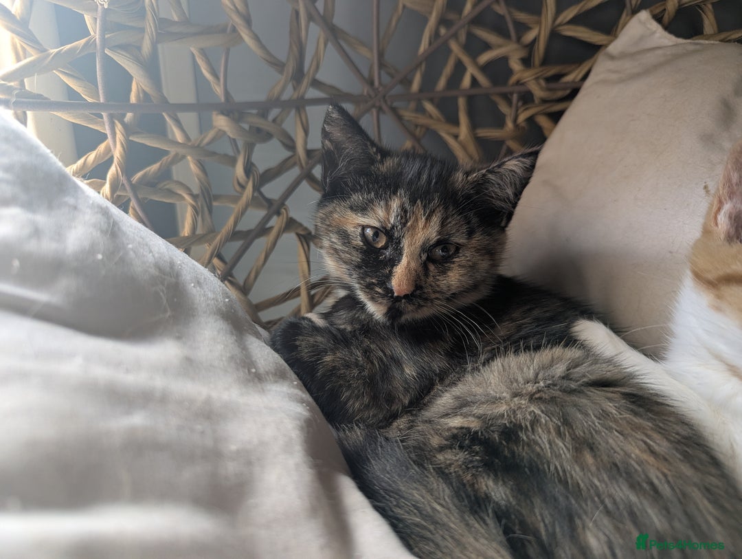 Bengal cats for sale: Bengal / Norwegian Forest Kittens Boy & Girl!  - Image 5