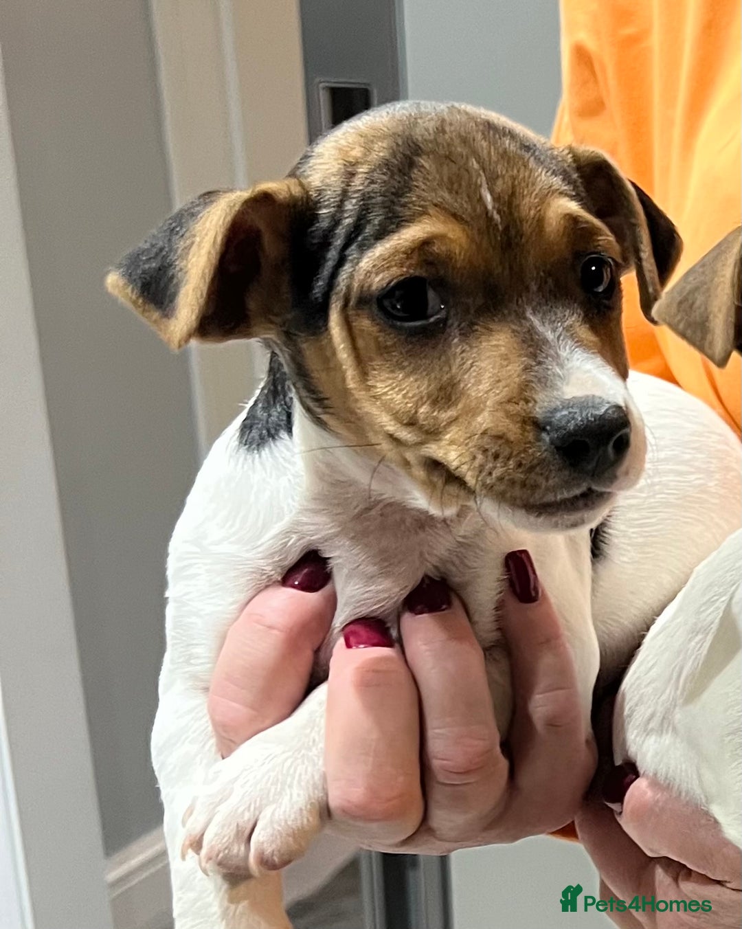 Jack Russell dogs for sale: 3 STUNNING JACK RUSSLE PUPPIES  - Image 9