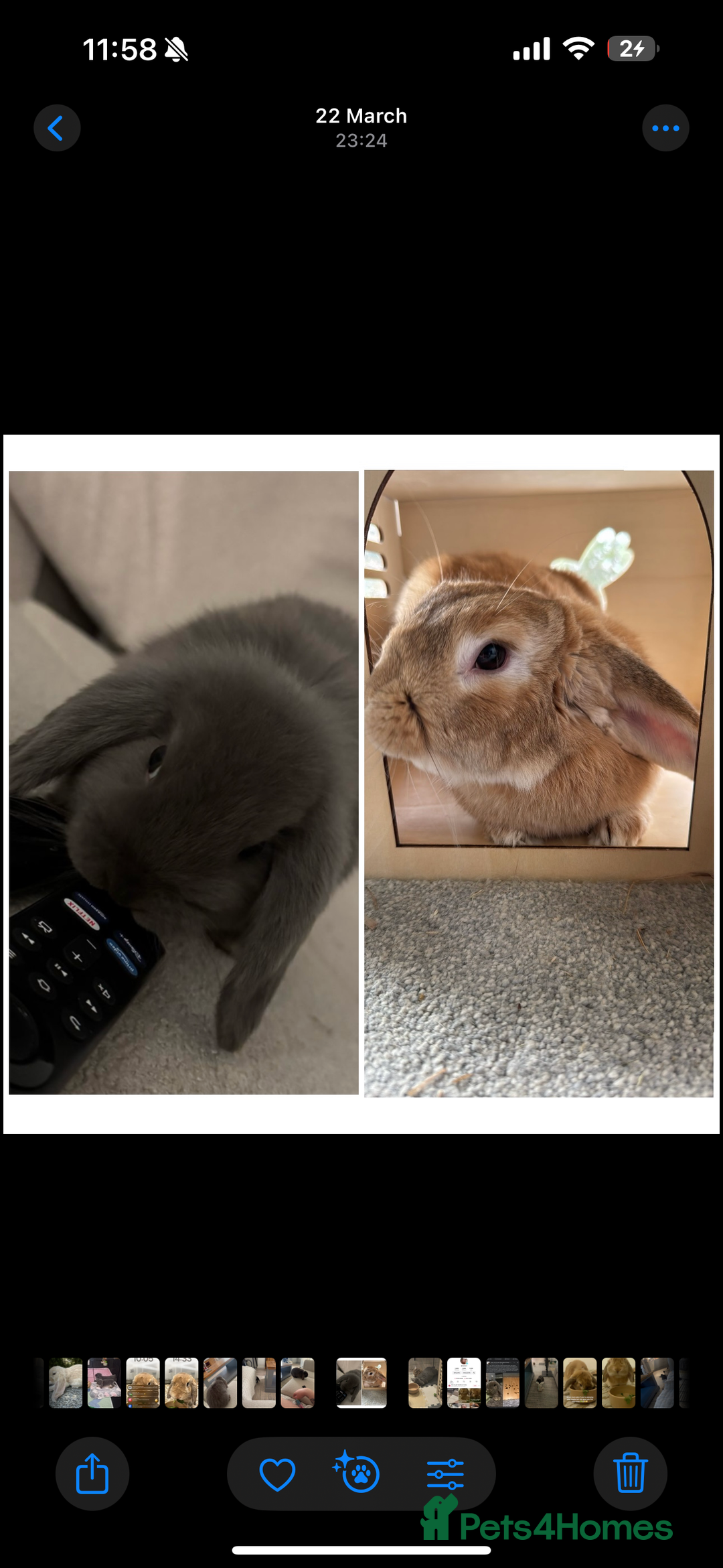 Mini Lop rabbits for sale: 2 house bunnies but can be taken separately  - Image 5