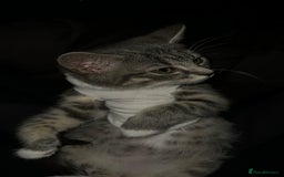 Mixed Breed cats for sale: Blissa & Mochi–BondedPairLookingforaLoving home - Image 9