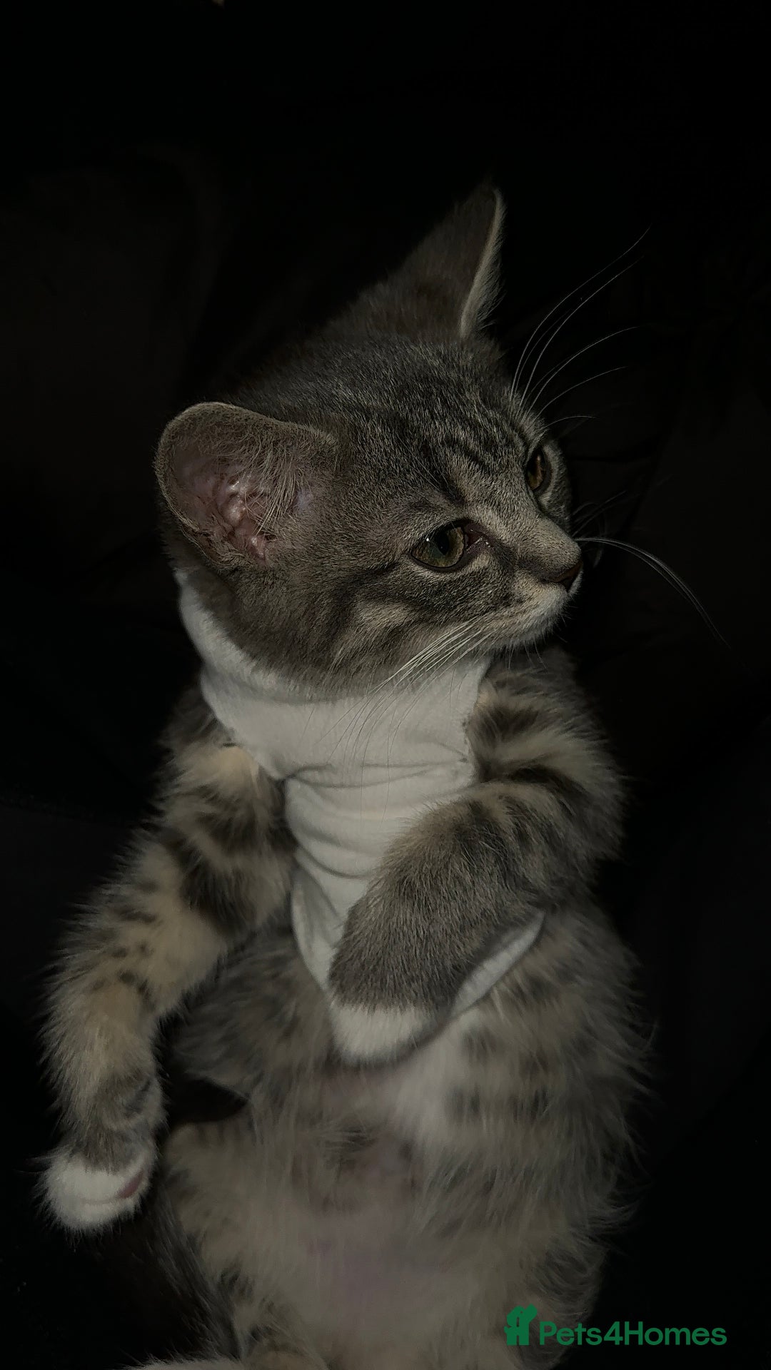 Mixed Breed cats for sale: Blissa & Mochi–BondedPairLookingforaLoving home - Image 9