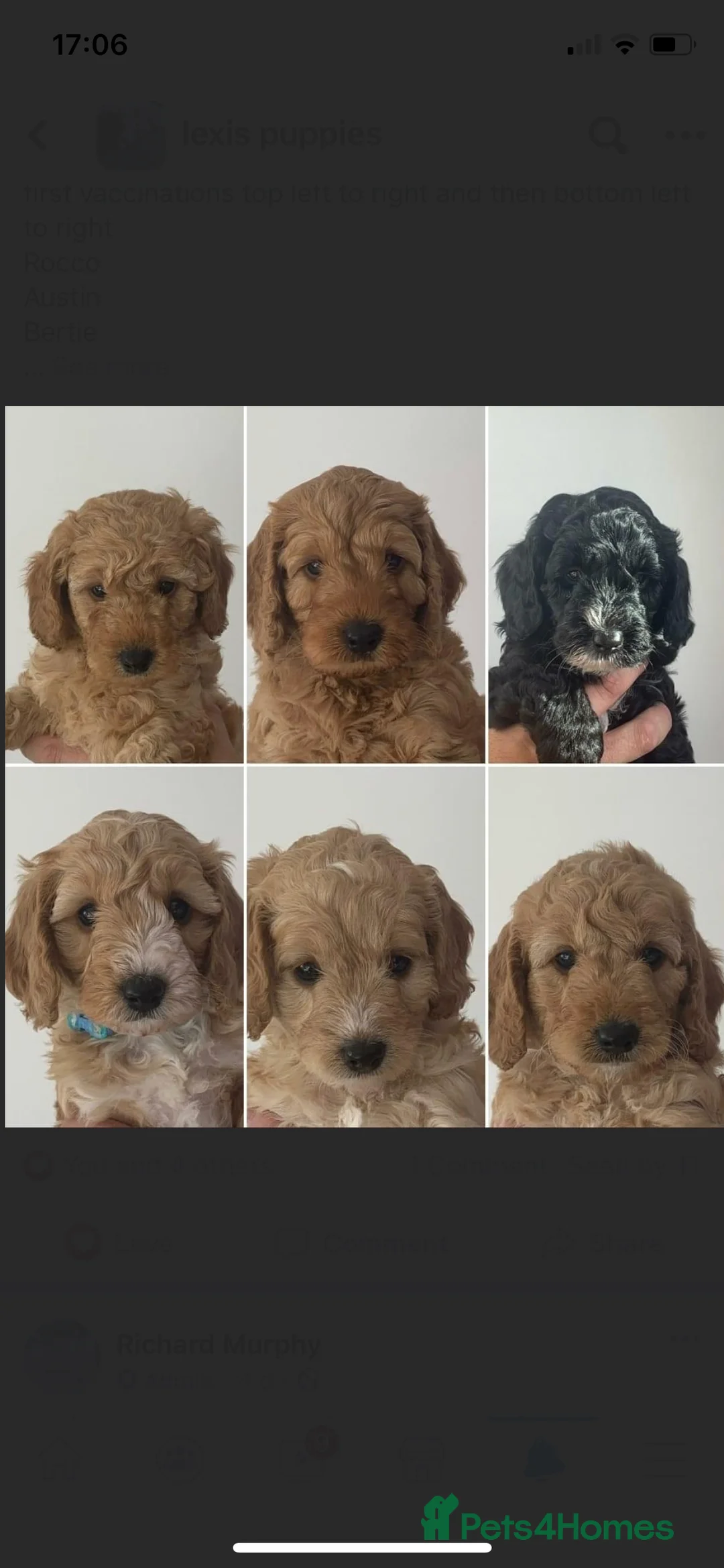 Miniature Poodle dogs for stud: Red Miniature poodle stud- kc reg and health tests in Tonbridge - Advert 5