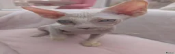 Sphynx cats for sale: 2 sphinx Babies  - Advert 4