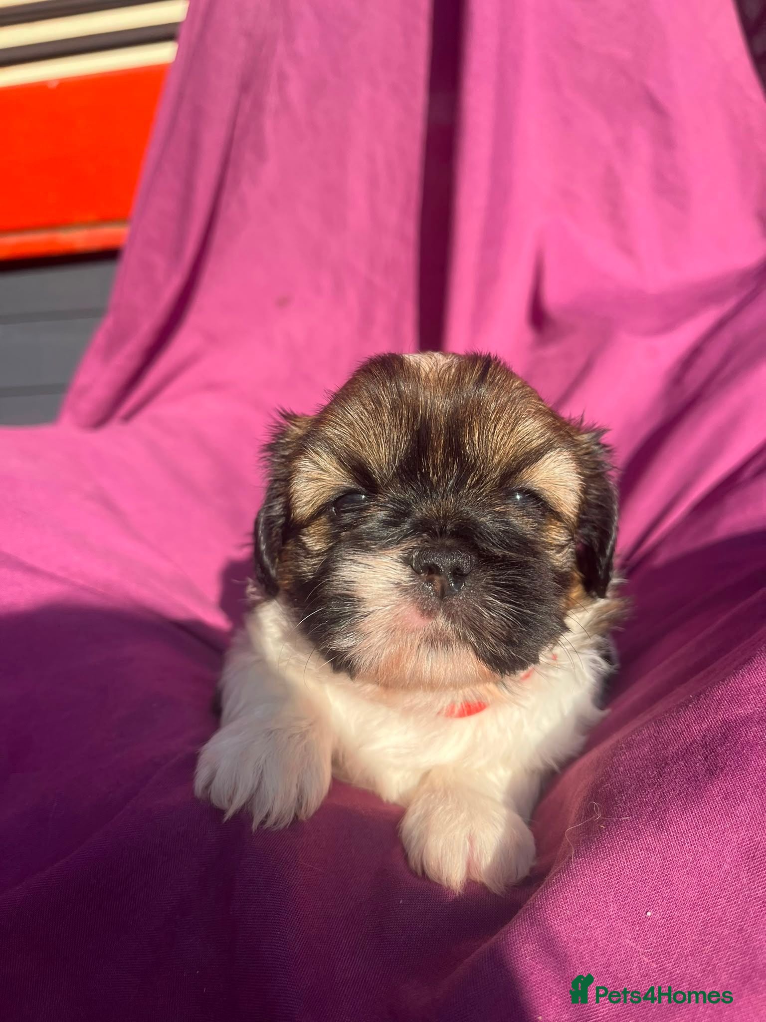 Shih Tzu dogs Bonnie and Bodie - Advert 1