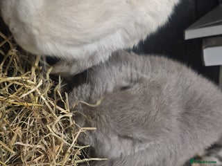 French Lop rabbits Giant breed french lops pure bred giants - Advert 4